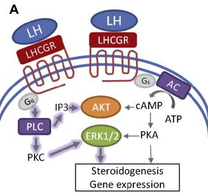 Fig. 1 LHCGR-mediated signaling of luteinizing hormone (LH). (Choi & Johan, 2014)